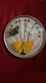 farfalle con vetro