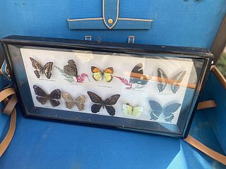 collezione farfalle vintage