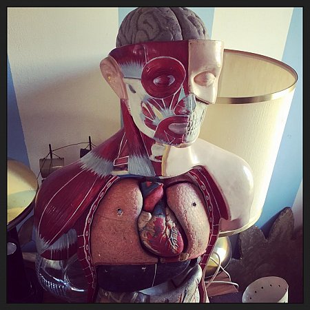 Busto anatomico didattico